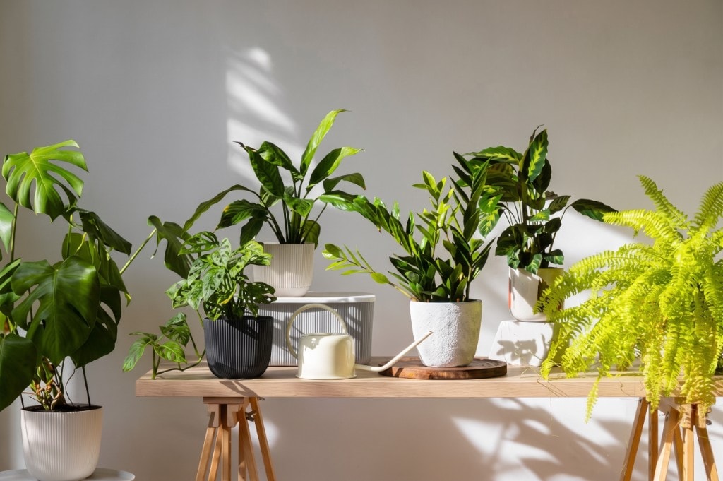 Plantas de interior en Casa Selva