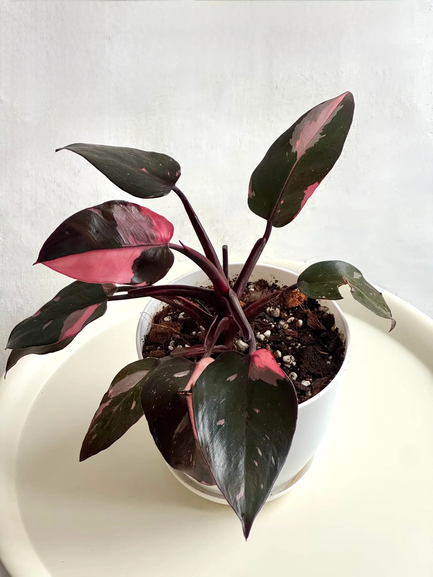 Philodendron Pink Princess con hojas oscuras y detalles rosados en maceta de vivero