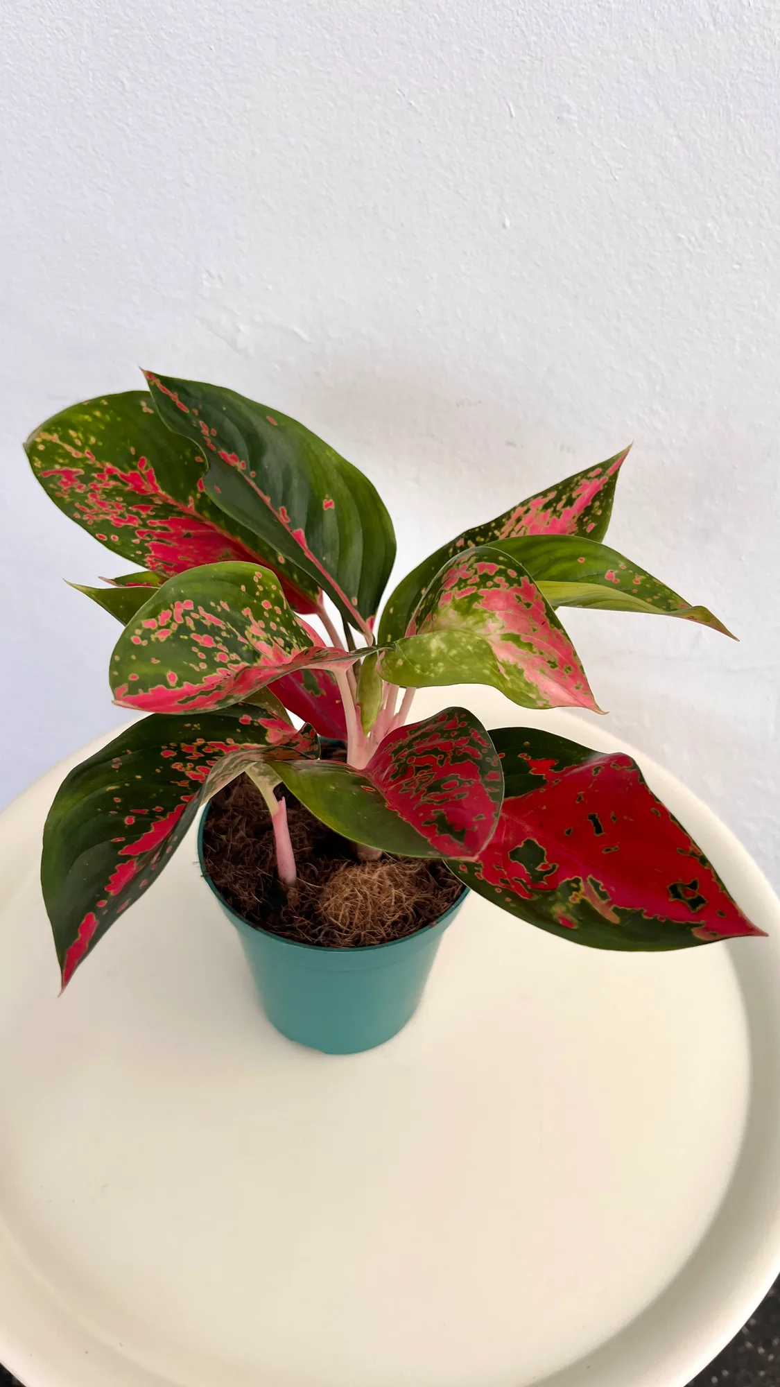 Aglaonema Pataia Red Robin