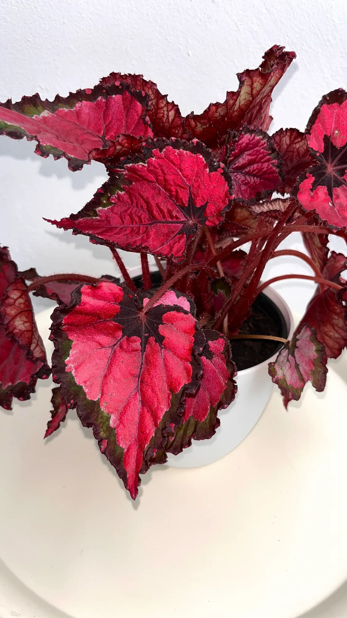 Begonia Rex · unidad 2