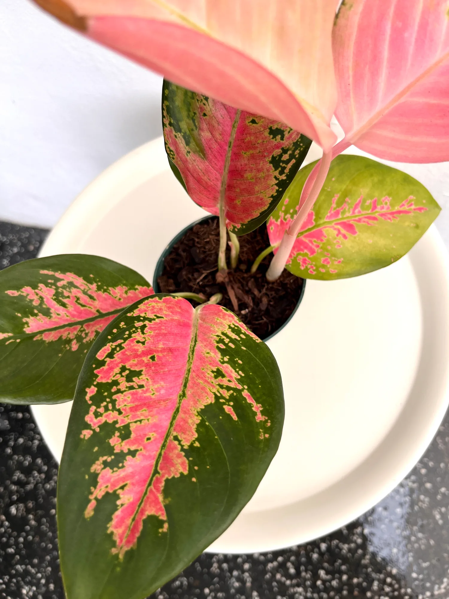 Aglaonema Pataia