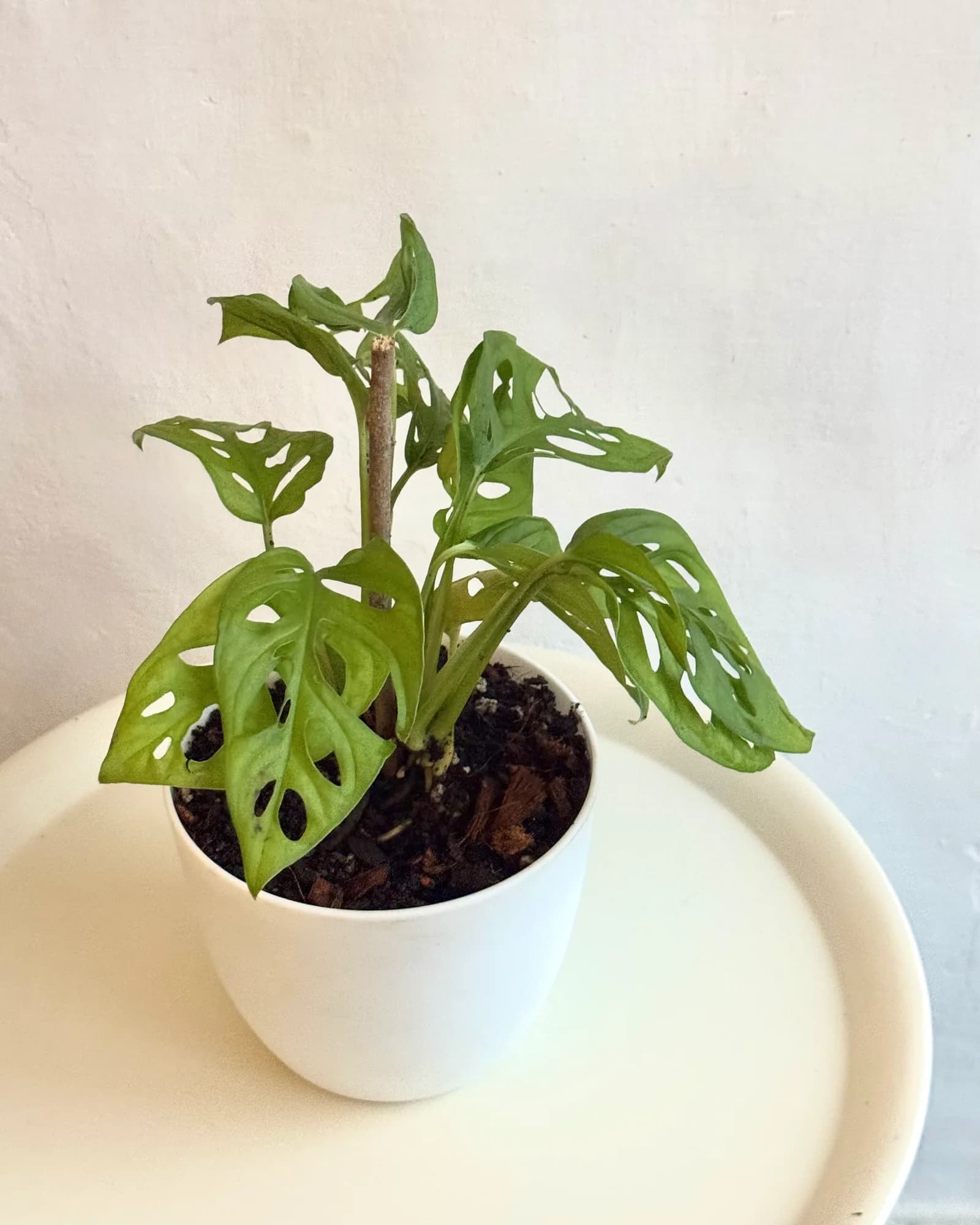 Monstera Adansonii con hojas perforadas, en maceta de vivero.